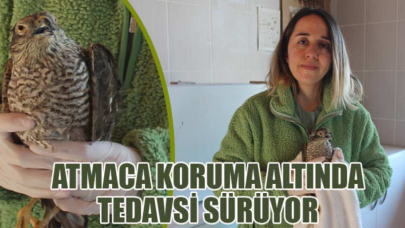 Bafra'da gözleri görmeyen atmaca için umutlu tedavi sürüyor