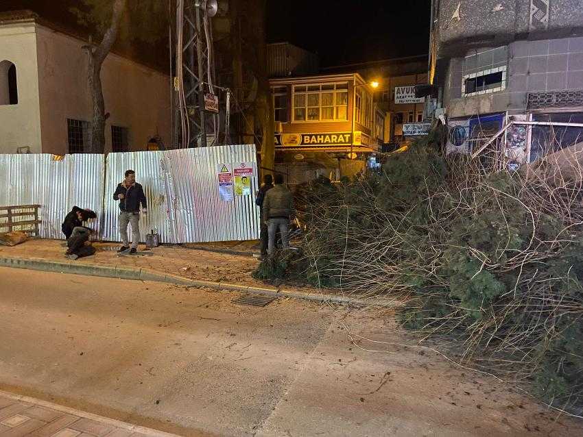 Bafra'da Çarşı Camii Yanındaki Ağaç yıkıldı 1 yaralı