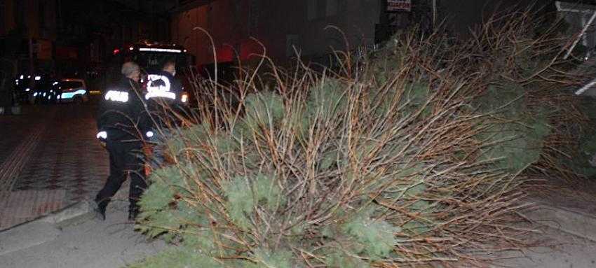 Bafra’da ağaç devrildi 1 kişi yaralandı