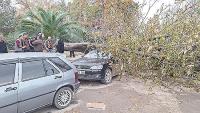 Bafra'da aşırı rüzgar ağaçları devirdi, 2 otomobil hasar aldı